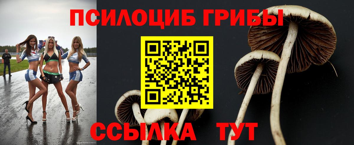 Галлюциногенные грибы Psilocybine cubensis Елабуга